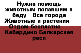 Нужна помощь животным попавшим в беду - Все города Животные и растения » Отдам бесплатно   . Кабардино-Балкарская респ.